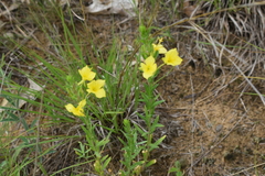 Oenothera clelandii