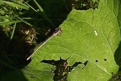 Platycnemis pennipes