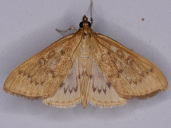 Framinghamia helvalis