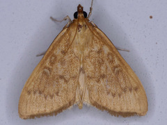 Framinghamia helvalis