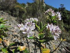 Veronica subfulvida