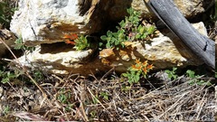 Monardella macrantha