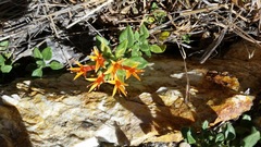 Monardella macrantha