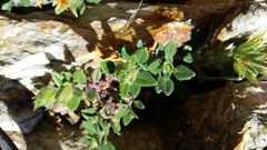 Monardella macrantha