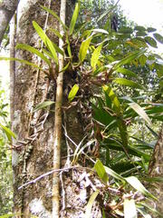 Maxillaria parviflora