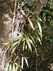 Maxillaria parviflora