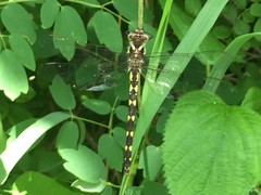 Cordulegaster bilineata