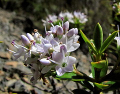 Veronica subfulvida