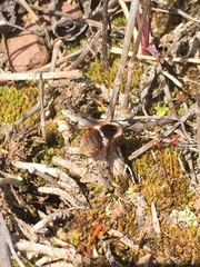 Bombylius pygmaeus