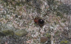 Loricula elegantula
