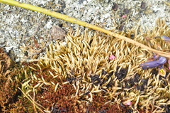 Homalothecium arenarium