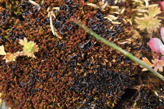 Scytinium palmatum