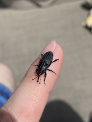Sphenophorus australis