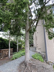 Tsuga heterophylla