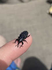 Sphenophorus australis