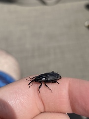Sphenophorus australis