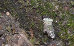 Luffia ferchaultella