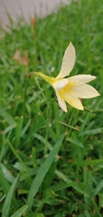 Zephyranthes candida