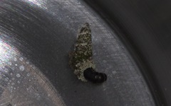 Luffia ferchaultella