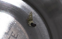 Luffia ferchaultella