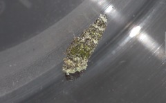 Luffia ferchaultella