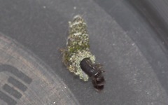 Luffia ferchaultella