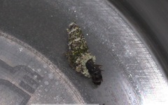 Luffia ferchaultella