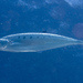 Needleskin Queenfish - Photo (c) Mark Rosenstein, some rights reserved (CC BY-NC), uploaded by Mark Rosenstein