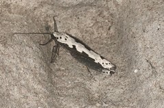 Ethmia bipunctella