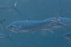 Scomberoides tol