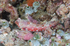 Synchiropus morrisoni