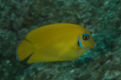 Acanthurus pyroferus