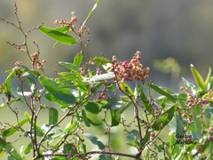 Muehlenbeckia sagittifolia