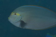Acanthurus mata