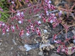 Sidotheca emarginata