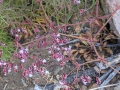 Sidotheca emarginata