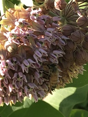 Apis mellifera