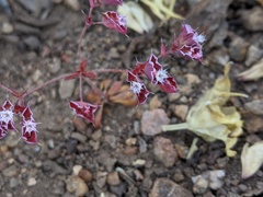 Sidotheca emarginata