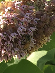 Apis mellifera