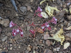 Sidotheca emarginata