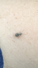 Calomycterus setarius