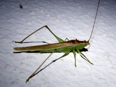 Conocephalus conocephalus