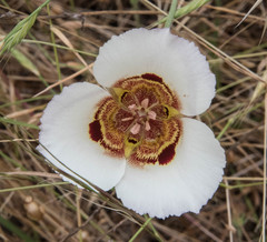 Calochortus vestae