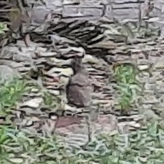 Toxostoma curvirostre