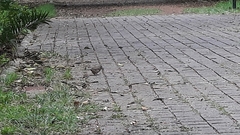 Toxostoma curvirostre