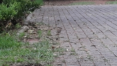 Toxostoma curvirostre