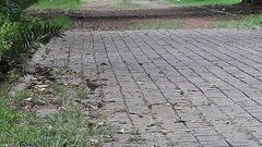 Toxostoma curvirostre