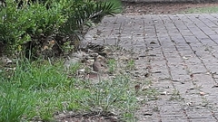 Toxostoma curvirostre