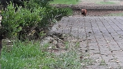 Toxostoma curvirostre