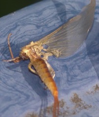 Potamanthus luteus